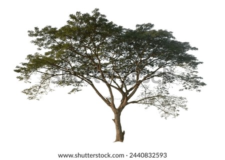 single Tree on transparent picture background.