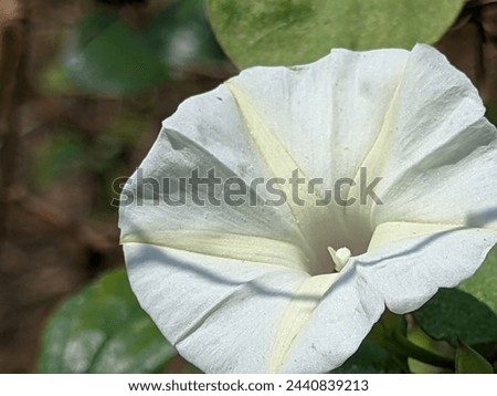 A beautiful white flower with a green leaf background picture is the most beautiful view of nature 