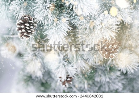 Pine tree with morning on the twig leaves. pine cones at the end of branches, abstract nature background. Copy space.	