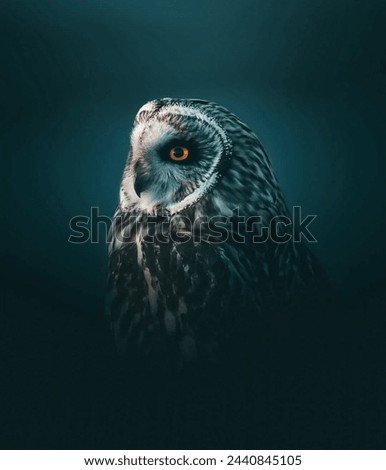 Majestic Owl Portrait - A Close-Up View of a Beautiful Owl, Captured in High Definition, Showcasing Its Intricate Feather Details and Intense Gaze, Set Against a Mysterious Dark Blue Background”
