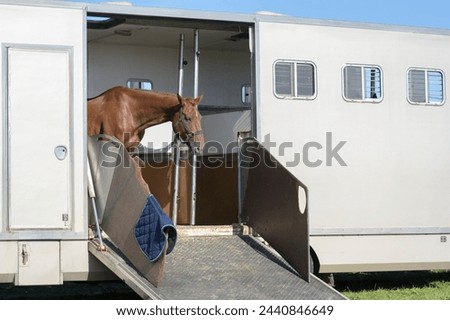 Sad brown horse in a large white horse trailer