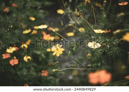  plant in the sunflower family Asteraceae, also known as sulfur cosmos and yellow cosmos.Sulfur cosmos Beautiful Delicate, 
View of honey bee and Sulfur cosmos