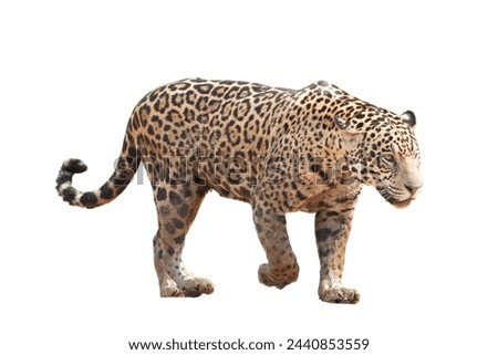 big jaguar isolated on white background, jaguar isolated, wild jaguar isolated on white, front view, isolated on white