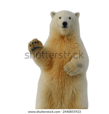 animal Picture WITH WHITE BACKGROUND
