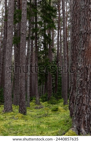 This image captures the essence of a Scottish forest, emphasizing the straight, tall pine trees that tower overhead. The forest floor is a blanket of vibrant green moss, contributing to the wild