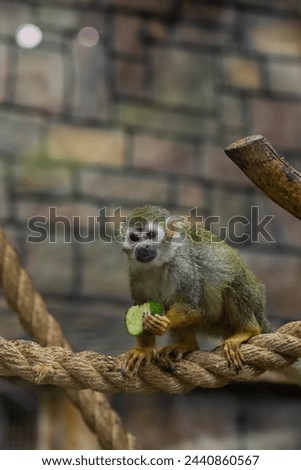 The Saimiri monkey sits on a branch in its natural habitat and looks at the camera. A primate eats a green fruit. The concept of a zooexotarium, nature, zoo, pet store, safari, travel agency. Royalty-Free Stock Photo #2440860567