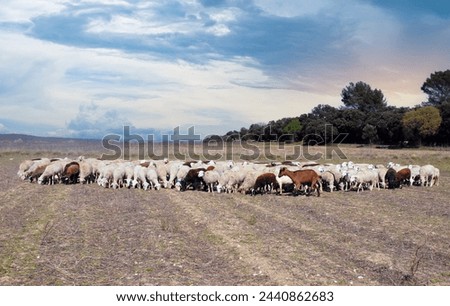 picture of a herd of sheeps in nature