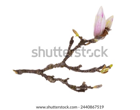 Close up of Magnolia twig with flower buds. Isolated on a white background.