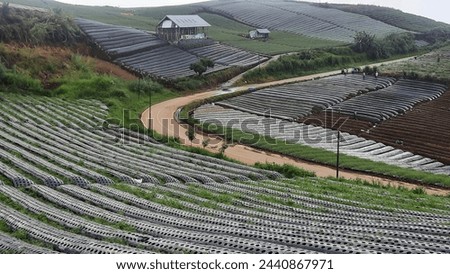 nature, cabbage farm with beautifull background, green view