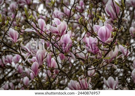 A full frame photograph of magnolia flowers on a tree in springtime