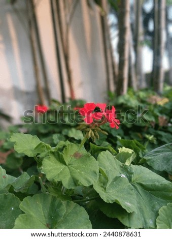 Morning photo,gardens flower,greenplant, bloomingflower,red flower Royalty-Free Stock Photo #2440878631