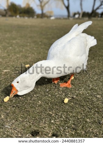 White goose eats grass on a spring day Royalty-Free Stock Photo #2440881357