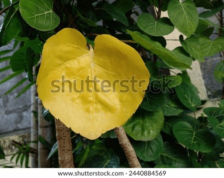 Beautiful plum aralia leaves shaped like flower petals. Heart-shaped yellow leaves.