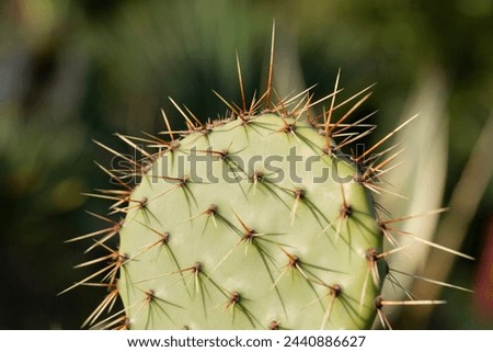 Close up Prickly pear, also called Nopal, Opuntia ficus-indica, Indian Fig Opuntia or barbary fig. It is a cactus with edible round fruits with prickles called tuna Royalty-Free Stock Photo #2440886627