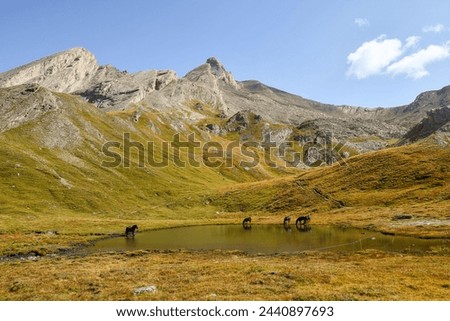 View of the Pic d'Asti Lake in the Cottian Alps with a small herd of free horses drinking on the shore and the Pic d'Asti mountain peak in the background, Pontechianale, Cuneo, Piedmont, Italy