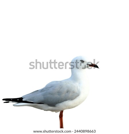 bird images with white background