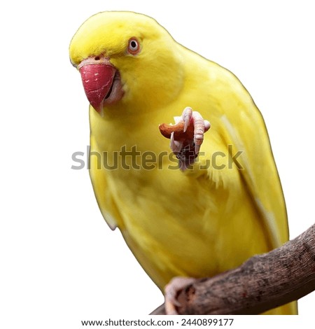 new bird image with white background design