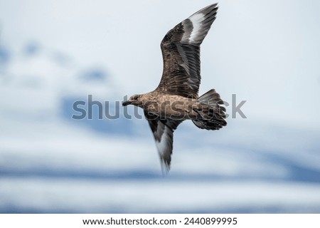 Large pirate gull bird ( Stercorarius skua ) flying in Antarctic skies.