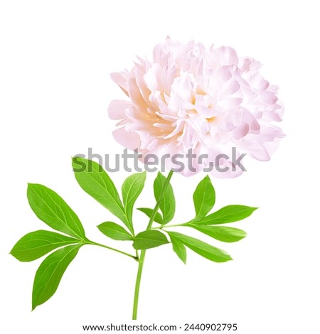 One isolated white peony flower with stem and leaves. White peony flower isolated. Working path saved Royalty-Free Stock Photo #2440902795