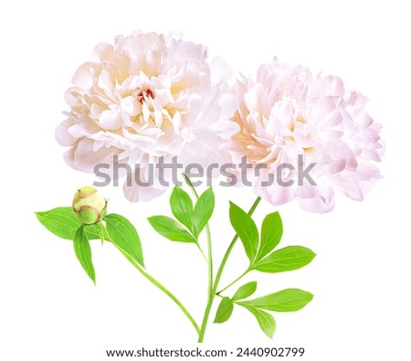 Two isolated white peony flower with stem and leaves. White peony flower isolated. Working path saved. Royalty-Free Stock Photo #2440902799