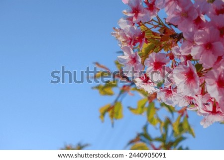 Pink cherry blossom or sakura with blue sky background
