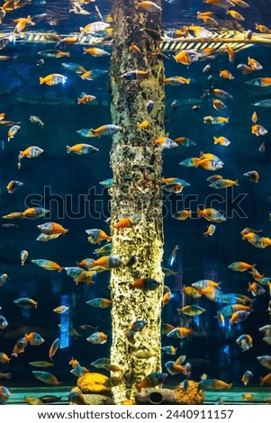 Tropical marine fish in natural habitat. Oceanarium, wildlife, colorful underwater world, aquarium. Selective focus, soft focus.