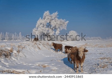 Surviving in such extreme conditions requires ingenuity. Cows in snowfall often employ various strategies to find nourishment, such as digging through the snow to reach patches of grass or foraging.