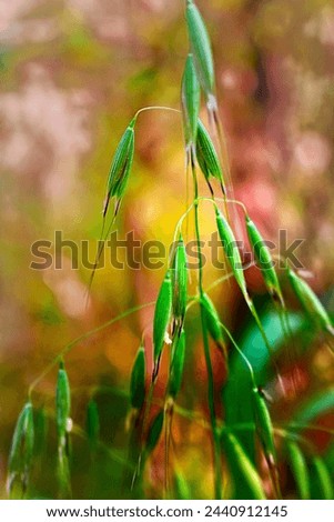 Avena barbata is a species of wild oat known by the common name slender wild oat. It has edible seeds. It is a diploidized autotetraploid grass. Royalty-Free Stock Photo #2440912145