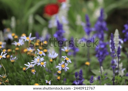 view of the delicate European Michaelmas daisies Royalty-Free Stock Photo #2440912767