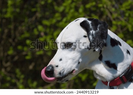 Portrait of a Dalmatian Dog Royalty-Free Stock Photo #2440913219