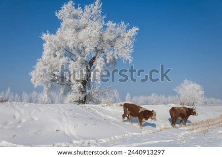 In the pristine, snow-covered landscapes of regions like the Arctic or mountainous areas, the majestic sight of a cow navigating through the wintry terrain can be both enchanting and surreal.