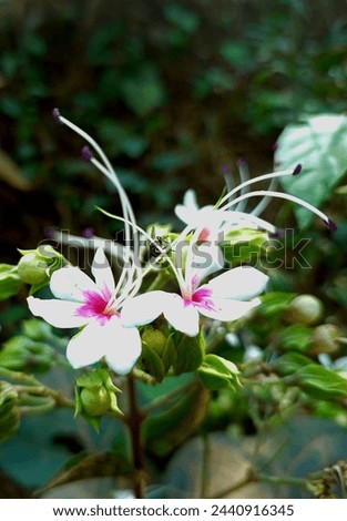Small Cute white Bhat Flower Vat Flower Royalty-Free Stock Photo #2440916345