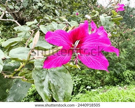 Bauhinia blakeana commonly called the Hong Kong orchid tree. It has large thick leaves and striking purplish red flowers.It is a traditional emblem of Hong Kong. bokeh background. Royalty-Free Stock Photo #2440918505