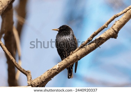 Starling sits on a branch on a sunny day