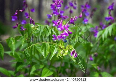Blooming in the forest spring vetchling on a sunny day Royalty-Free Stock Photo #2440920413