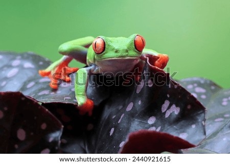 Red-eyed tree frog sitting on green leaves,Red-eyed tree frog (Agalychnis callidryas) closeup Royalty-Free Stock Photo #2440921615