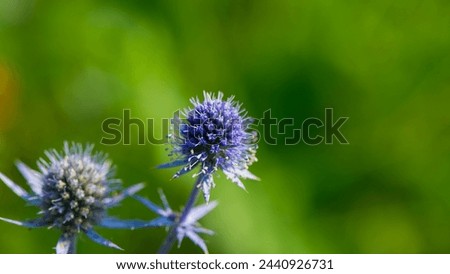 Eryngium Planum blue flowers on a blurry green background. Natural background. Web banner.