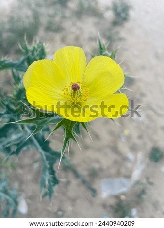 argemone mexicana flower yellow color beautiful flower plant hav