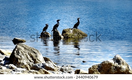 Grebes are predatory fish-eating animals resting on a sea rock on spring day