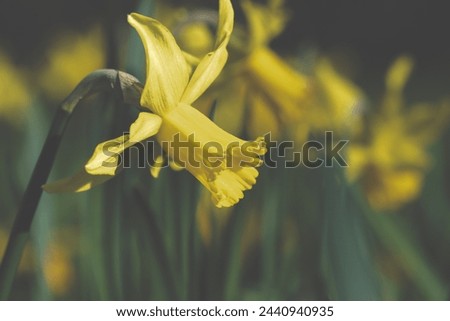 Beautiful Picture of Yellow Easter Flowers in a blurred field of Easter flowers. March 2024.