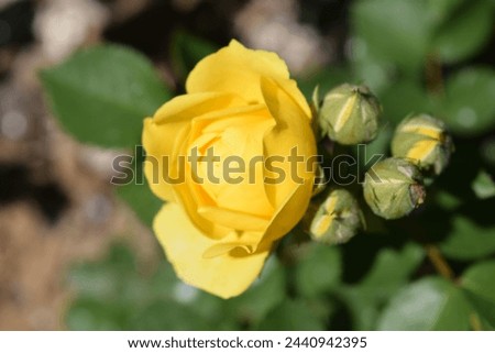 Yellow rose on a natural background.A yellow rose is a flower in a natural environment