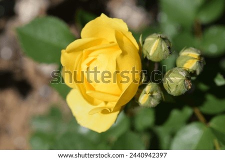 Yellow rose on a natural background.A yellow rose is a flower in a natural environment