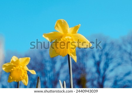 Picture of Yellow Easter flowers with a blue sky. March 2024.