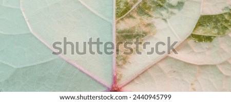 Close up of a Thespesia Populnea Variegated leaf for background or texture Royalty-Free Stock Photo #2440945799