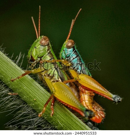 Leaf grasshoppers are a group of insects that belong to the Caelifera suborder.