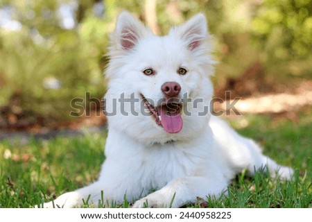 dog, puppy, breed, cute, happy, animal, purebred, pet, funny, white, spring, domestic, canine, sitting, mothers day, backgrounds, congratulation, home, flower, room, portrait, tulip, romantic, mammal,