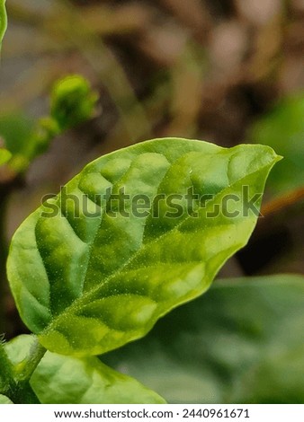 This close-up photo showcases a cluster of fragrant white Arabian jasmine flowers blooming amongst green leaves. Arabian jasmine is a climbing vine native to tropical and warm regions of Asia. It is