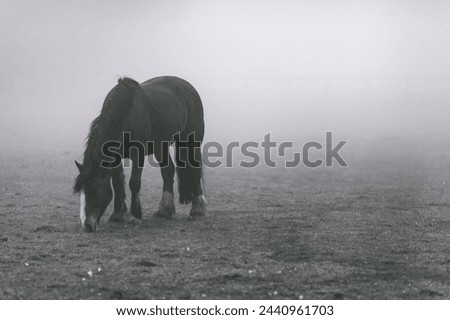 Horse Grazing Animal Beautiful Picture 
