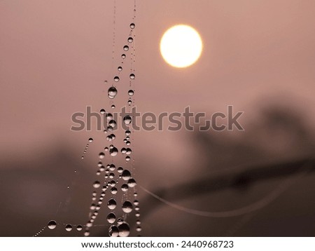 Close up of spider web, macro photography 