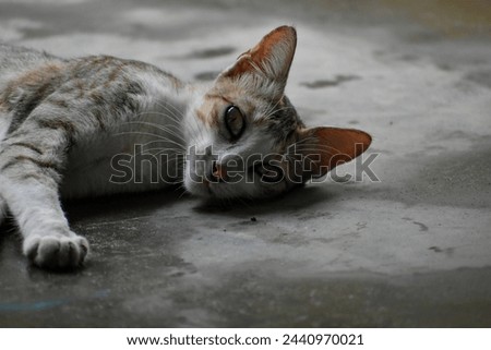 A cat lying on ground. And looking at the camera.